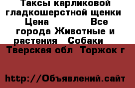 Таксы карликовой гладкошерстной щенки › Цена ­ 20 000 - Все города Животные и растения » Собаки   . Тверская обл.,Торжок г.